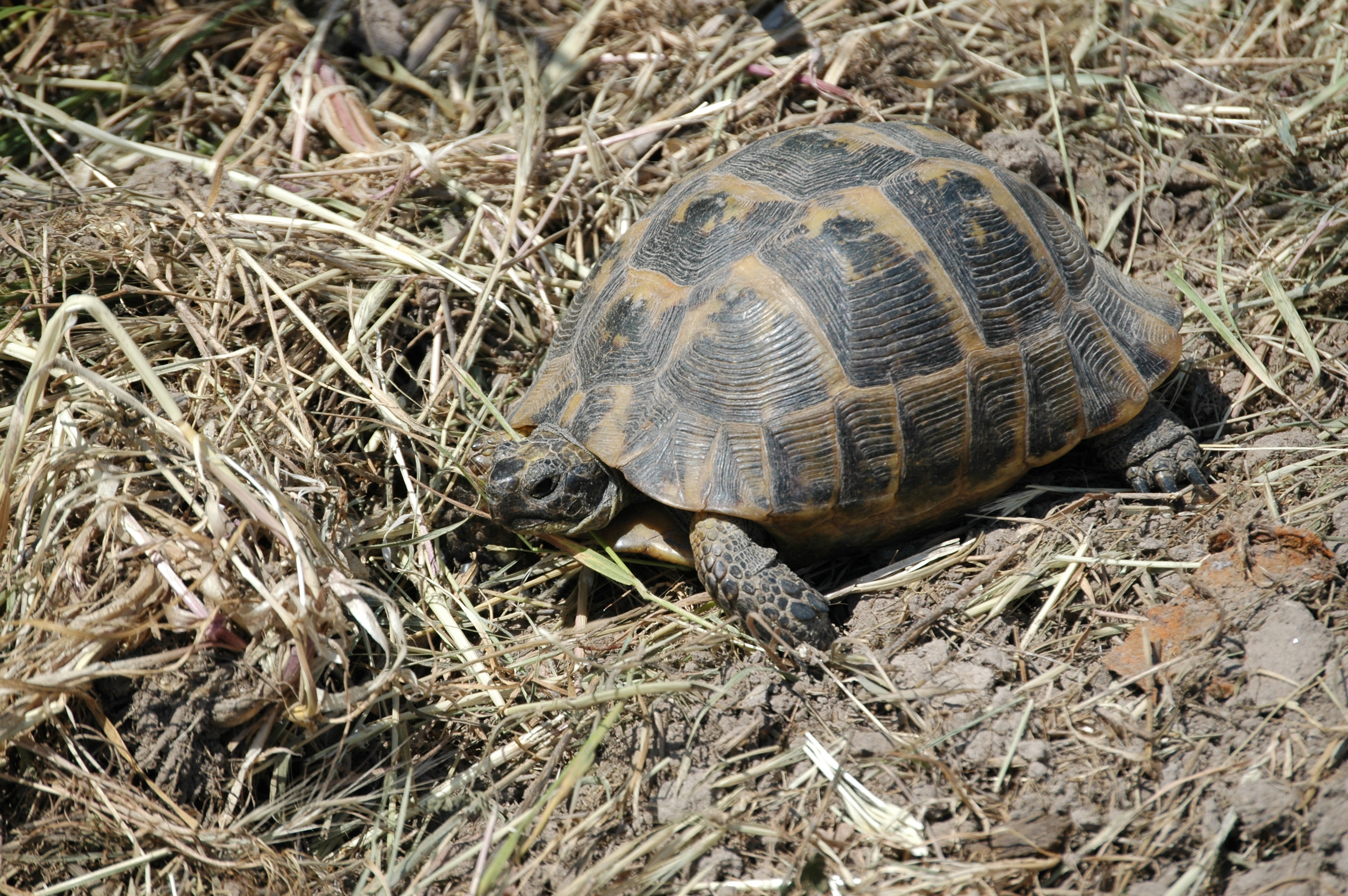 photos/wildlife/Reptile_Species/Lesvos 2006 0180.JPG